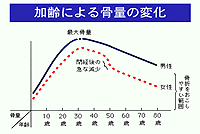 骨量の変化グラフ