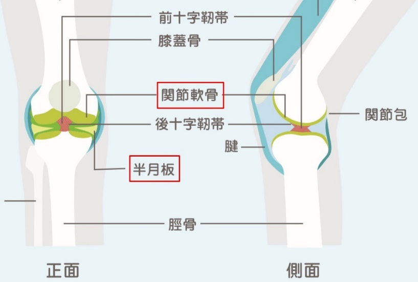 変形 性 膝 関節 症