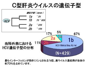 C型肝炎ウイルスの遺伝子型