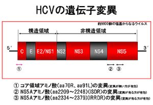 HCVの遺伝子変異