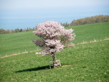 一本の桜